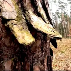Szczegółowy widok kory sosny, z fragmentami porośniętymi mchem, na tle leśnej polany.
