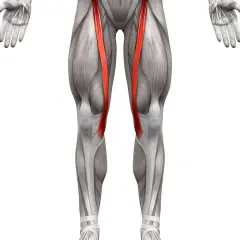 Anatomia uda z uwydatnionym mięśniem krawieckim po obu stronach.