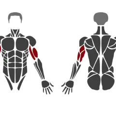 Anatomia ramienia z zaznaczonymi mięśniami: dwugłowy, ramienny i triceps (głowa długa, boczna, przyśrodkowa).