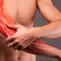 Widok mięśni ramienia, w tym bicepsu, z zaznaczonymi włóknami.