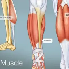 Anatomia łydki: mięsień trójgłowy łydki (gastrocnemius) i mięsień płaszczkowaty (soleus).
