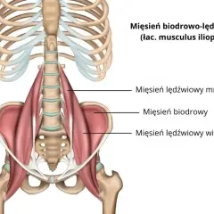 Anatomia mięśnia biodrowo-lędźwiowego, pokazująca jego połączenie z kręgosłupem i miednicą.
