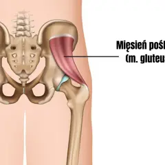 Anatomia miednicy z zaznaczonym mięśniem pośladkowym małym.
