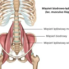 Anatomia mięśnia biodrowo-lędźwiowego, kluczowego dla ruchu biodra i stabilizacji kręgosłupa. Widoczne mięśnie lędźwiowe i biodrowy.