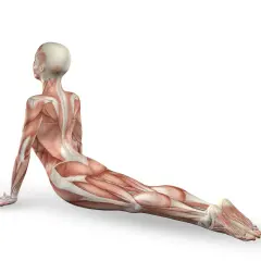 Anatomia mięśniowa w pozycji kobry. Widoczny mięsień pośladkowy średni, pracujący przy stabilizacji biodra.