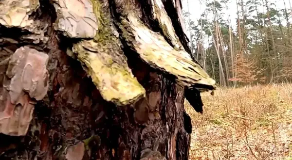 Szczegółowy widok kory sosny, z fragmentami porośniętymi mchem, na tle leśnej polany.