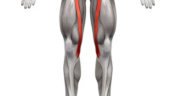 Anatomia uda z uwydatnionym mięśniem krawieckim po obu stronach.