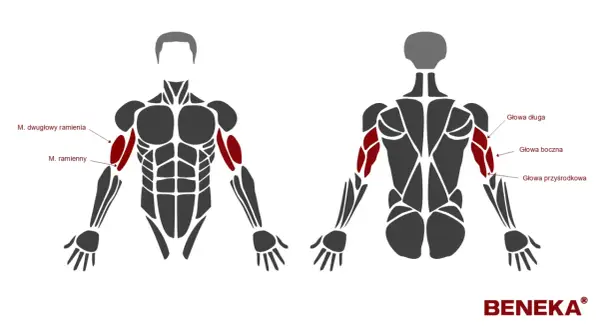 Anatomia ramienia z zaznaczonymi mięśniami: dwugłowy, ramienny i triceps (głowa długa, boczna, przyśrodkowa).