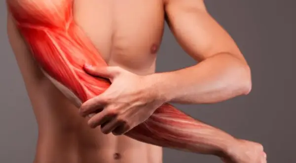Widok mięśni ramienia, w tym bicepsu, z zaznaczonymi włóknami.