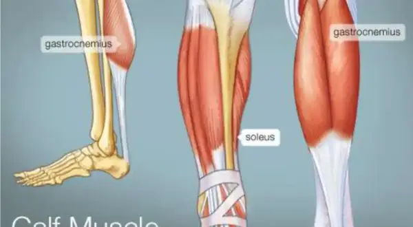 Anatomia łydki: mięsień trójgłowy łydki (gastrocnemius) i mięsień płaszczkowaty (soleus).