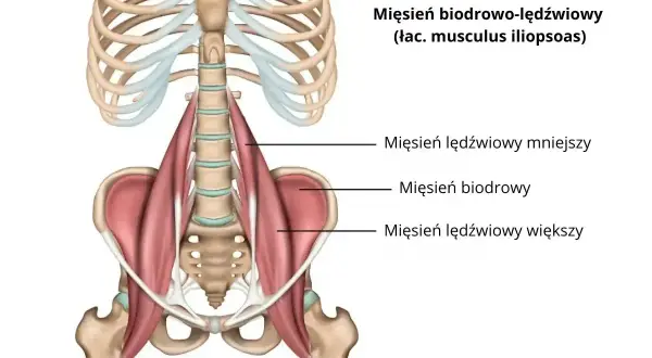 Anatomia mięśnia biodrowo-lędźwiowego, kluczowego dla ruchu biodra i stabilizacji kręgosłupa. Widoczne mięśnie lędźwiowe i biodrowy.