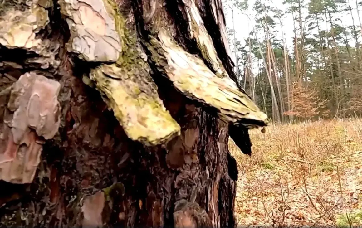 Szczegółowy widok kory sosny, z fragmentami porośniętymi mchem, na tle leśnej polany.