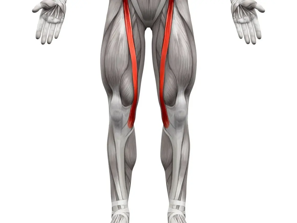 Anatomia uda z uwydatnionym mięśniem krawieckim po obu stronach.
