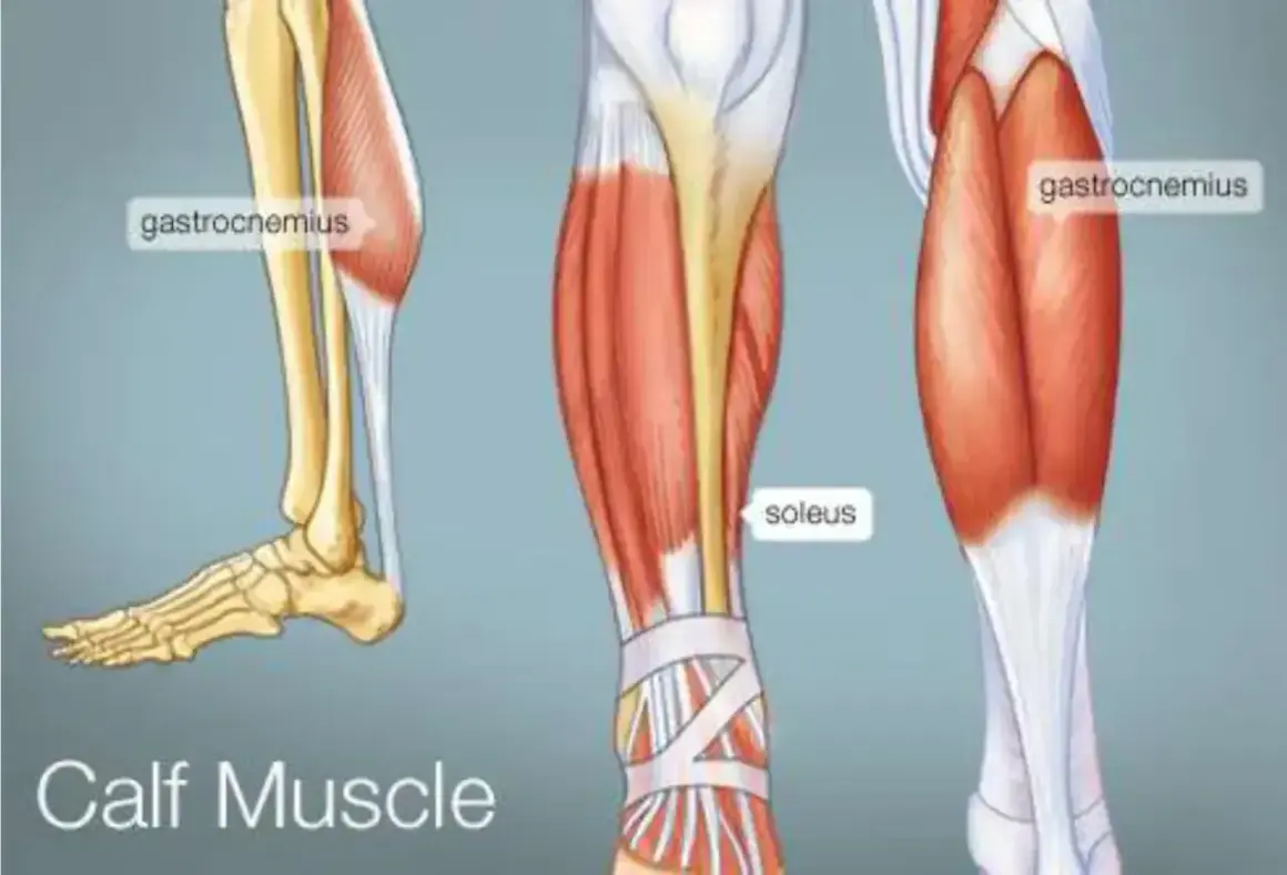 Anatomia łydki: mięsień trójgłowy łydki (gastrocnemius) i mięsień płaszczkowaty (soleus).