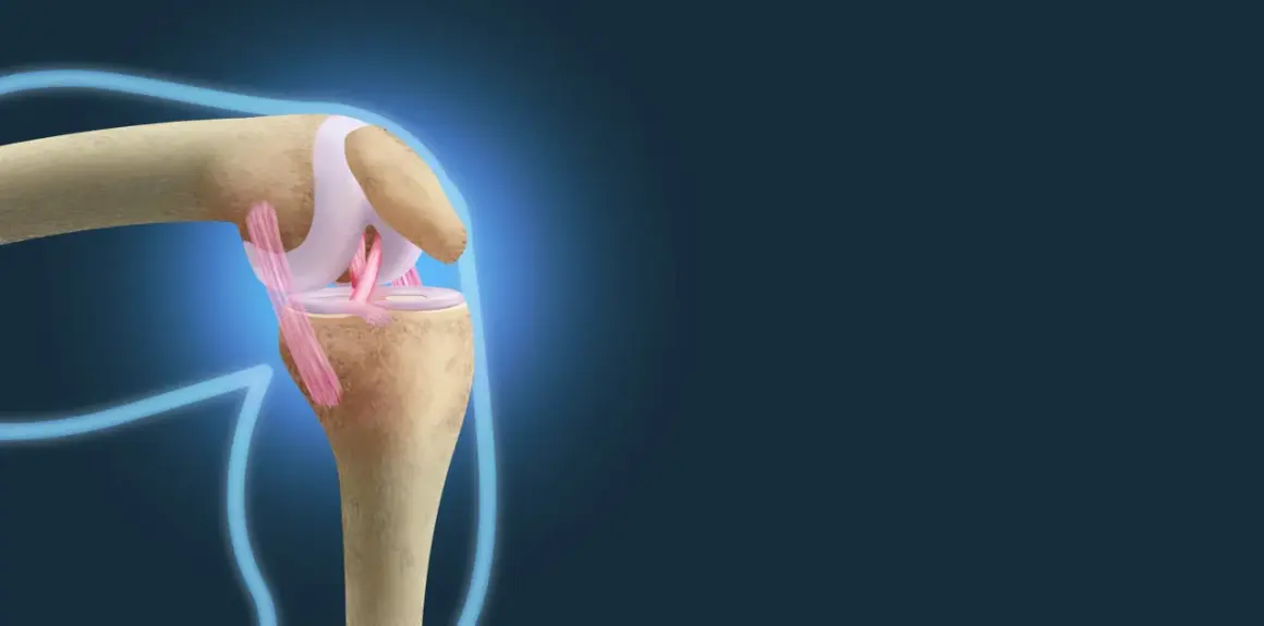 Anatomia kolana z widocznymi więzadłami Cooper'a, stabilizującymi staw.