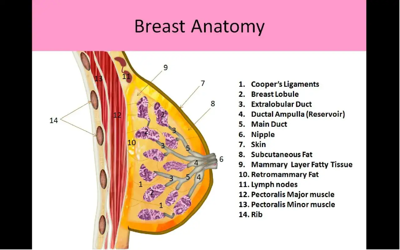 Anatomia piersi: więzadła Coopera (1) podtrzymują tkankę gruczołową i tłuszczową. Widoczne są też przewody mleczne, brodawka, skóra i mięśnie.