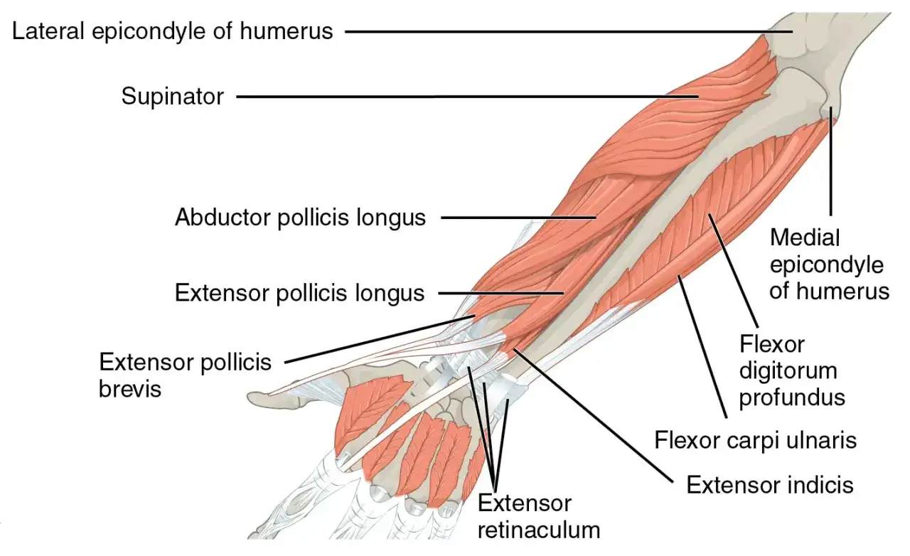 Anatomia mięśniowa przedramiona: widoczne kości, ścięgna i mięśnie, w tym mięsień supinator i prostowniki.