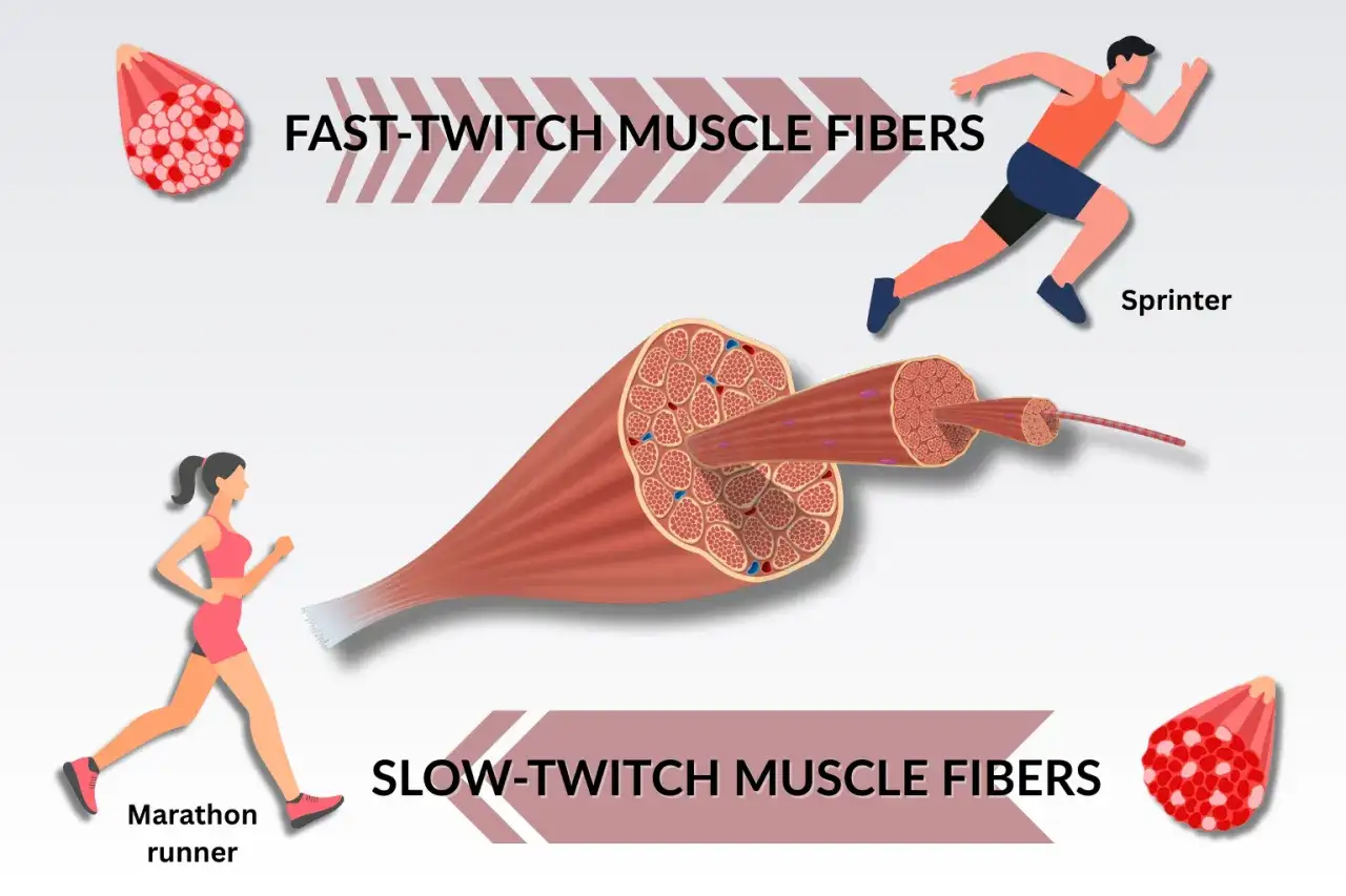 Ilustracja porównuje włókna mięśniowe szybkokurczliwe (sprinter) i wolnokurczliwe (maratończyk), pokazując ich budowę, w tym miofibryle.