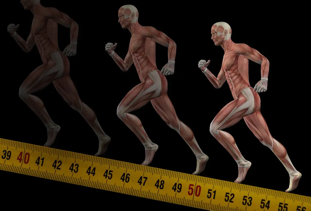 Anatomia biegacza: widoczne mięśnie nóg i tułowia, pokazujące, jakie mięśnie pracują przy bieganiu. Miarka sugeruje analizę postępów.