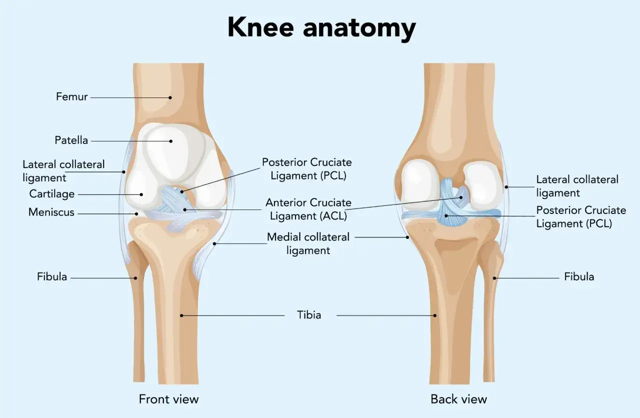Anatomia kolana: widok z przodu i z tyłu, ukazujący kości (kość udowa, rzepka, piszczel, strzałka) oraz kluczowe więzadła w kolanie, takie jak więzadło krzyżowe przednie i tylne.