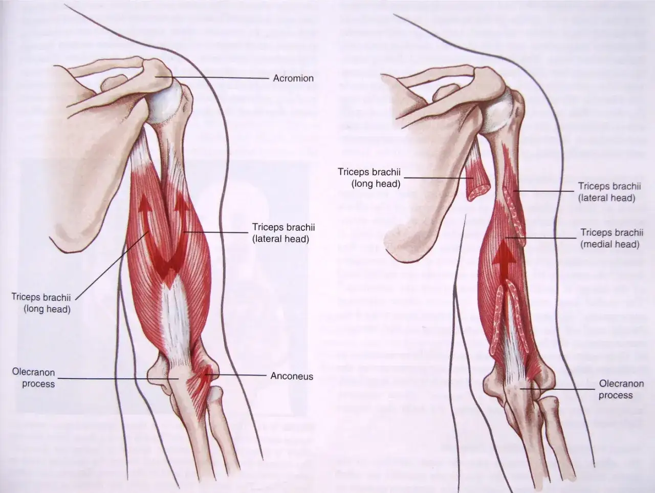 Anatomia ramienia z widocznym mięśniem triceps brachii, pokazującym jego głowy: długą, boczną i przyśrodkową.