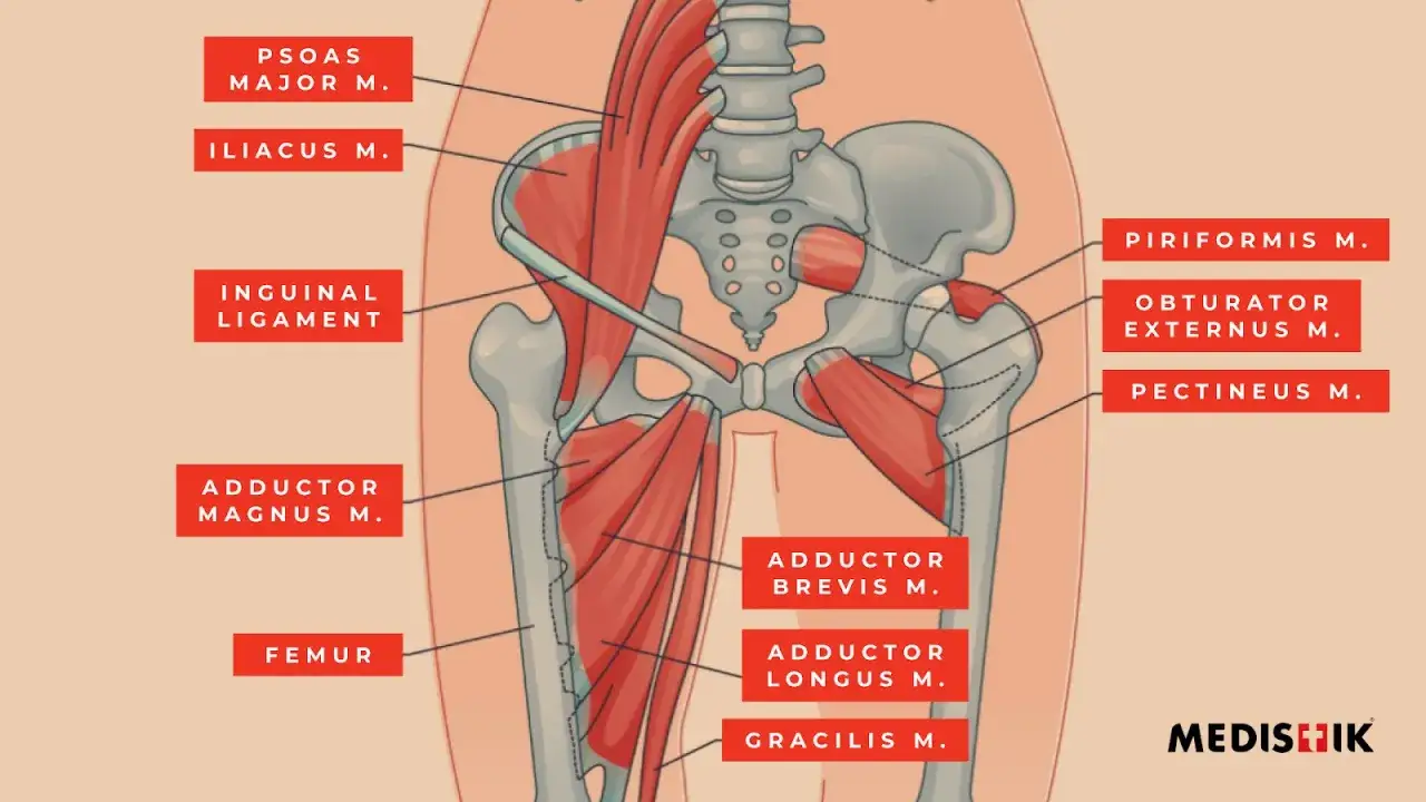 Anatomia miednicy i uda z zaznaczonymi mięśniami, w tym mięsień biodrowy (psoas major i iliacus).