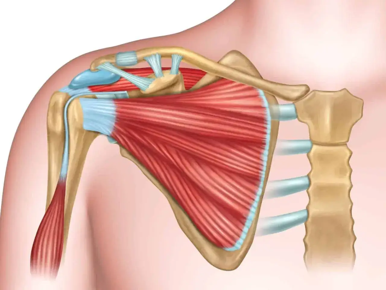 Anatomia barku: kości, mięśnie i więzadła. Mięsień naramienny tworzy szerokie barki, zapewniając siłę i stabilność.