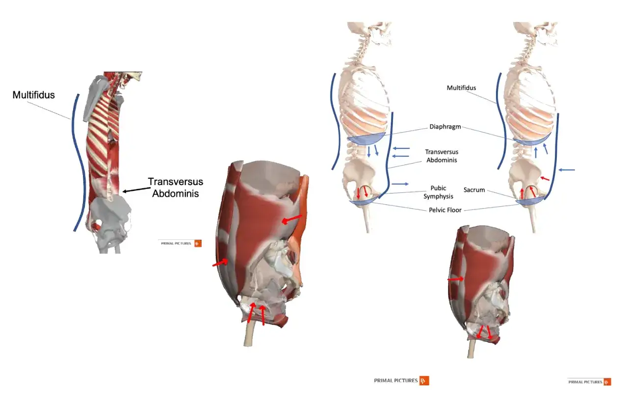 Anatomia mięśni głębokich tułowia: multifidus, poprzeczny brzucha, przepona i dno miednicy tworzą stabilny core.
