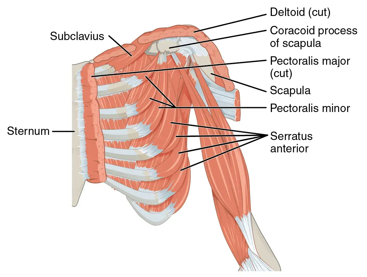 Anatomia klatki piersiowej: mięsień piersiowy mniejszy, większy, zębaty przedni, obojczyk, łopatka, mostek.