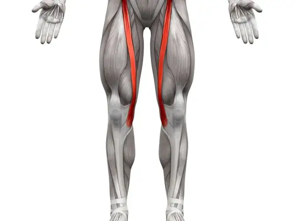 Anatomia uda z uwydatnionym mięśniem krawieckim po obu stronach.