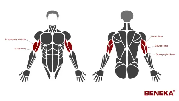 Anatomia ramienia z zaznaczonymi mięśniami: dwugłowy, ramienny i triceps (głowa długa, boczna, przyśrodkowa).