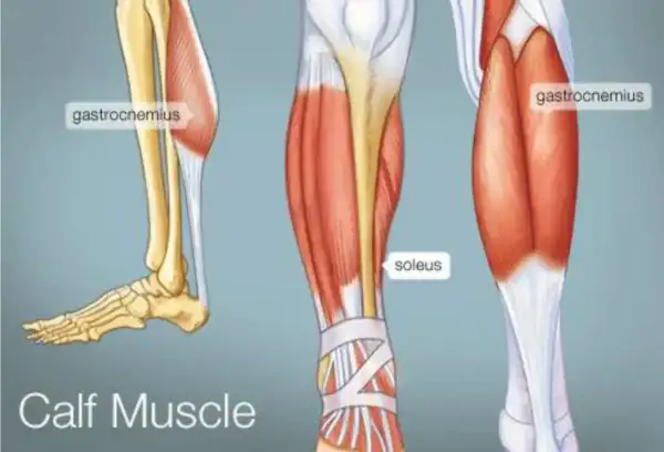 Anatomia łydki: mięsień trójgłowy łydki (gastrocnemius) i mięsień płaszczkowaty (soleus).