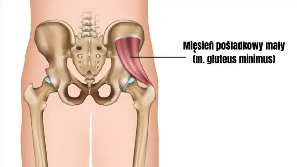 Anatomia miednicy z zaznaczonym mięśniem pośladkowym małym.