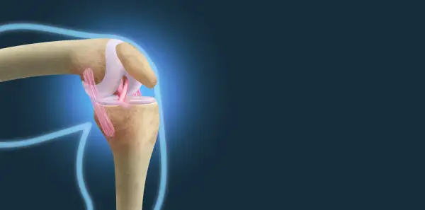 Anatomia kolana z widocznymi więzadłami Cooper'a, stabilizującymi staw.