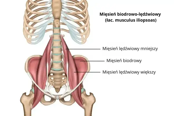 Anatomia mięśnia biodrowo-lędźwiowego, kluczowego dla ruchu biodra i stabilizacji kręgosłupa. Widoczne mięśnie lędźwiowe i biodrowy.