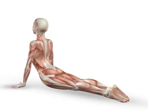 Anatomia mięśniowa w pozycji kobry. Widoczny mięsień pośladkowy średni, pracujący przy stabilizacji biodra.